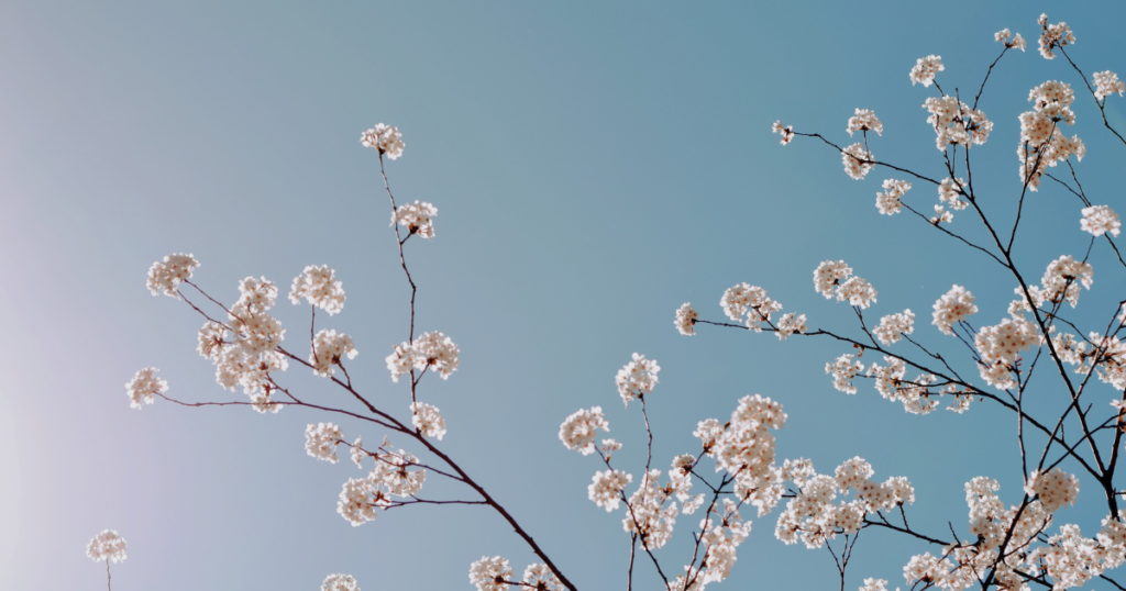 1人で抱え込まないようにできることの見出し下の画像 桜の写真