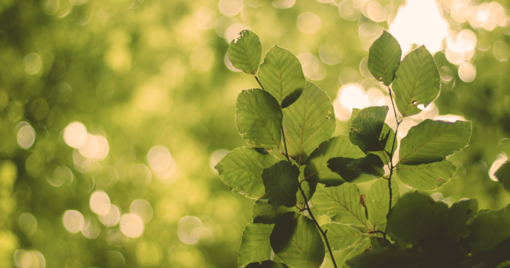 看取りとはどのような状態?の見出しの画像。
緑の葉が日にあたり透けて見えている